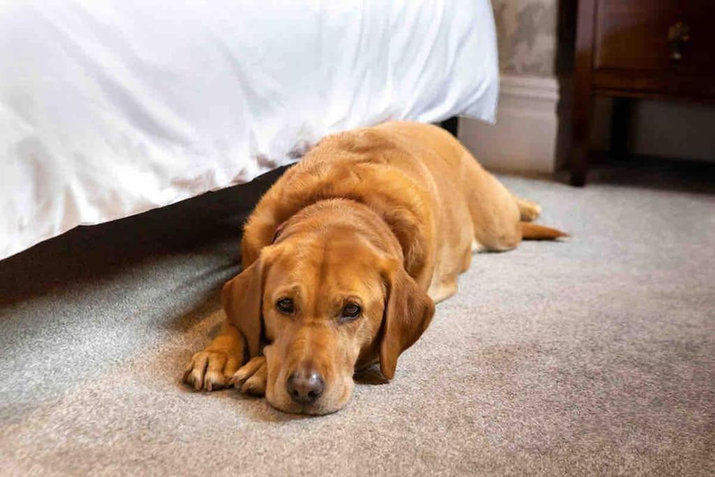 The Stanley Suite 1 Bedroom Apt Dog Friendly Patio هاروغايت المظهر الخارجي الصورة